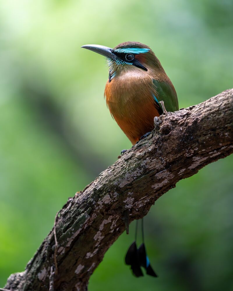 Turquoise-browed Motmot in Mexico