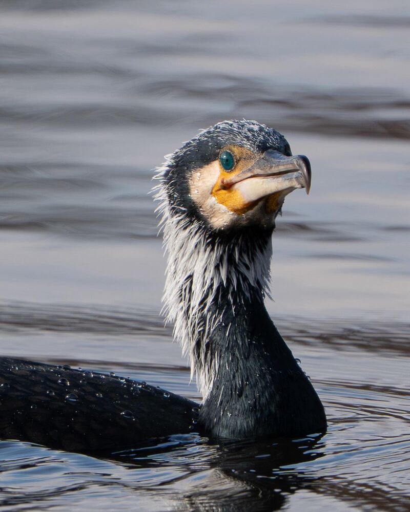 Great Cormorant