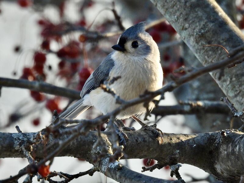 Cute Tufted Titmouse. Photographed in Maine, USA (Nikon P950 handheld) 2/19/2026