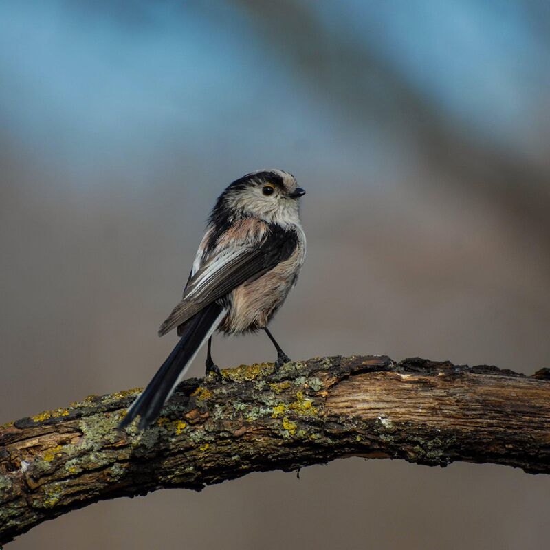 Long tailed tit