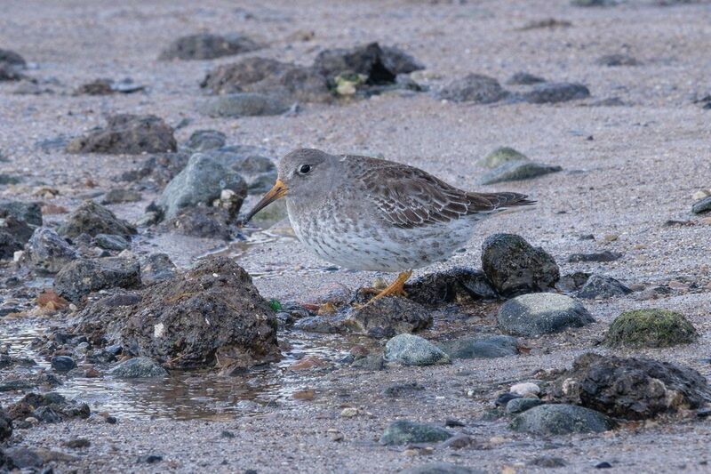 Purple Sandpiper at beaches of NYC