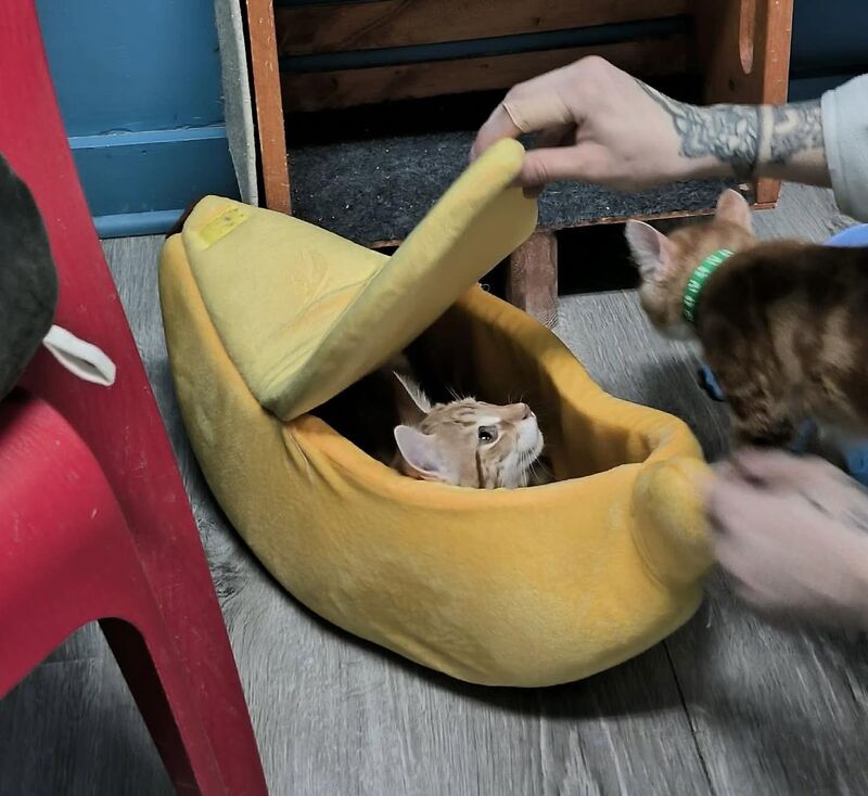 A generous person gave our shelter a banana; it’s really popular with the kittens.