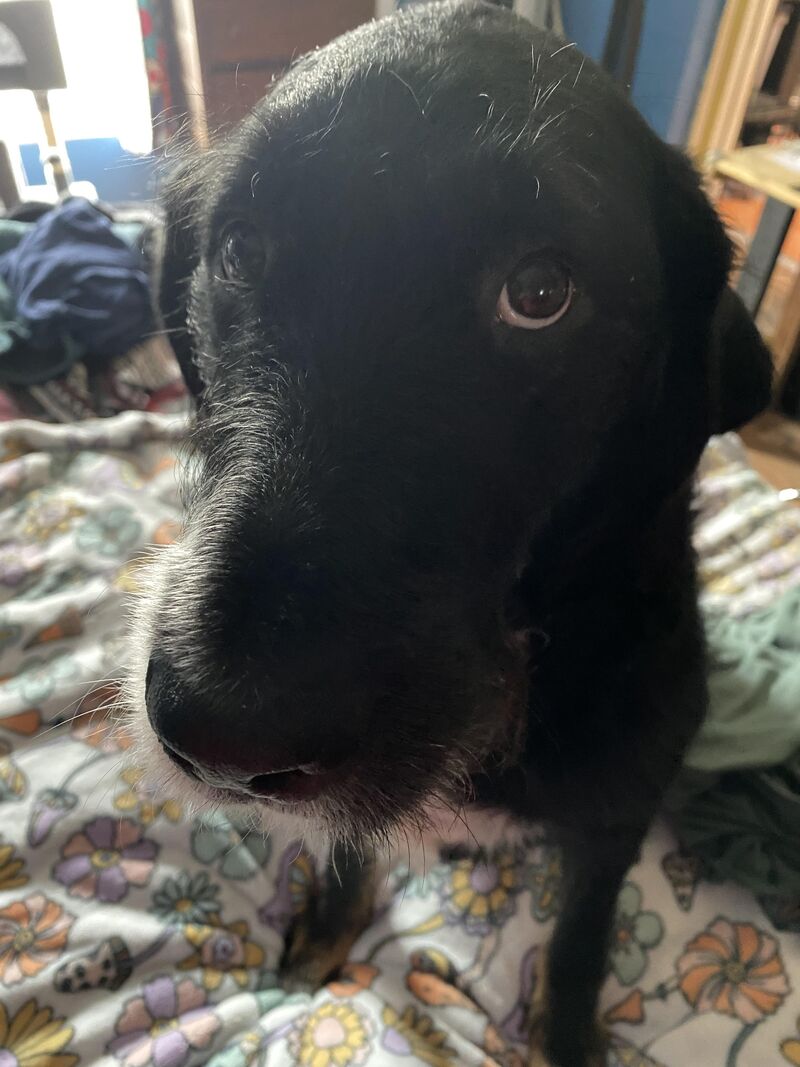 She still has those puppy eyes