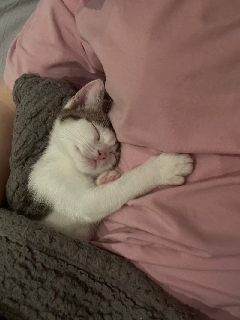 This tiny kitty is so tired 🥹