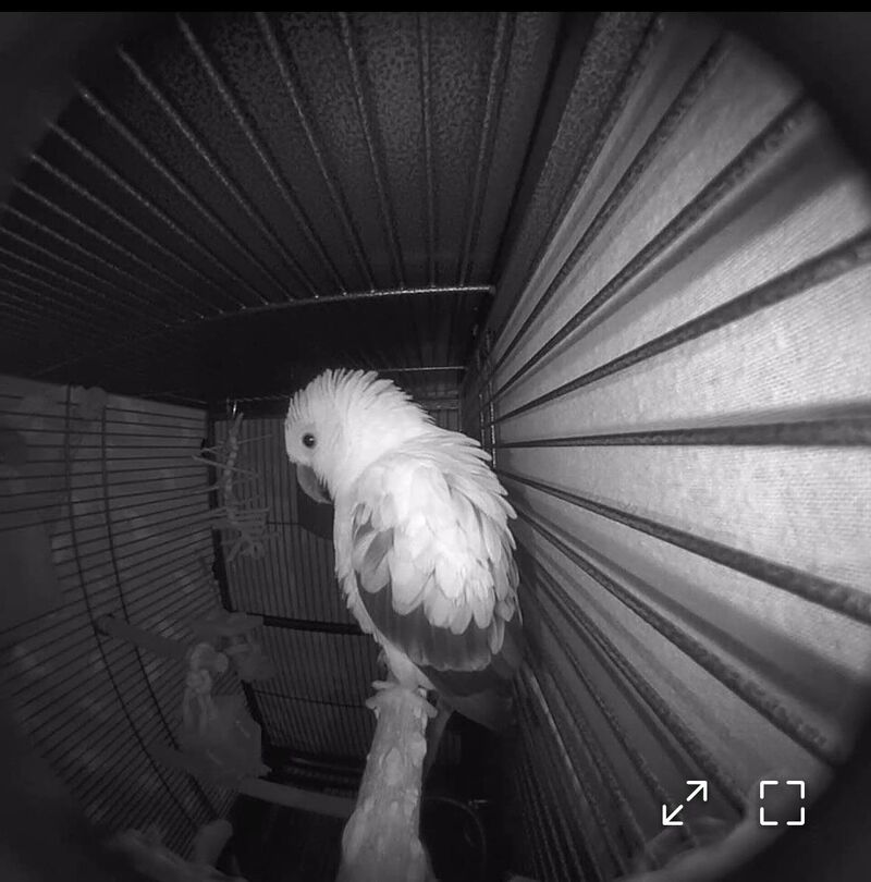 Help with changing parrot bed.