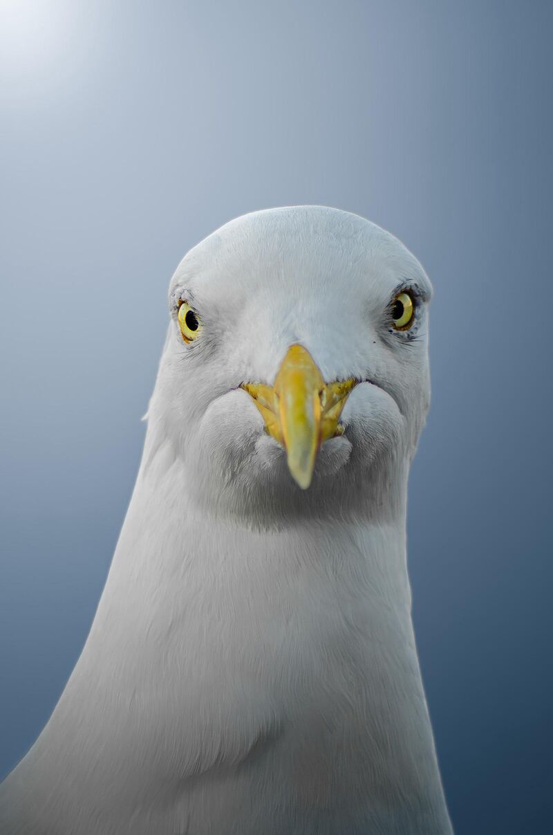 Seagull looking straight at you