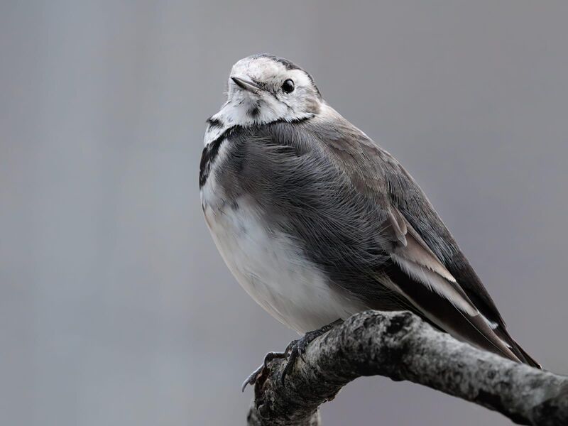 Pied Wagtail