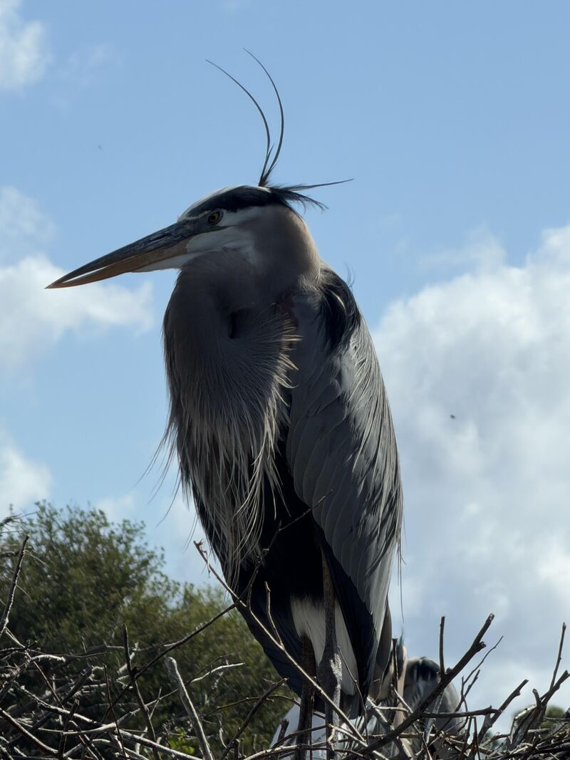 Great Blue Heron