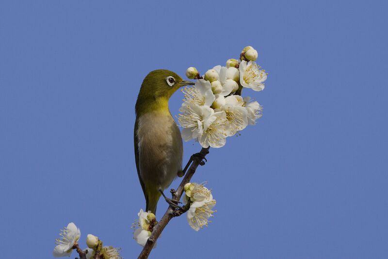 Warbling white-eye in the prunus mume