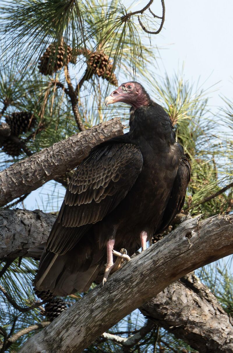Turkey vulture