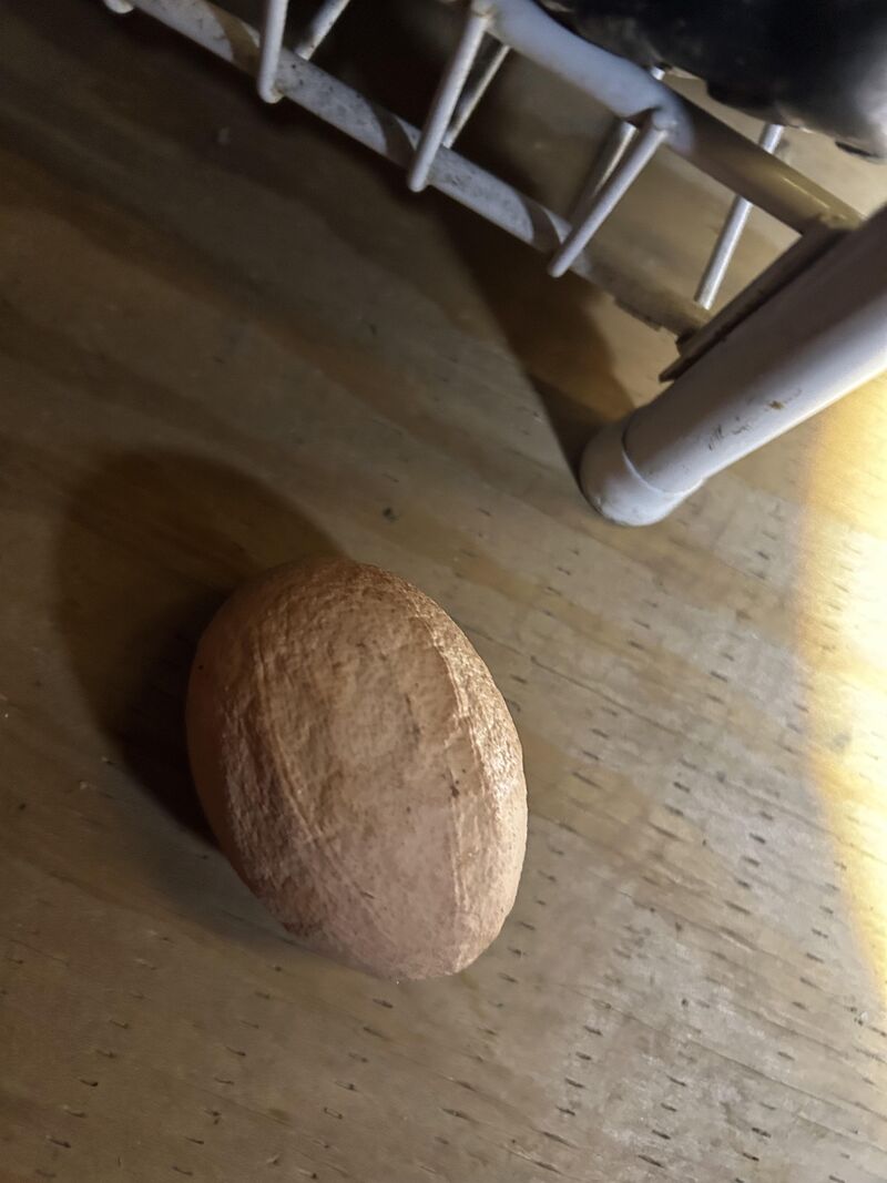 Chicken laid an egg that looks like a pistachio