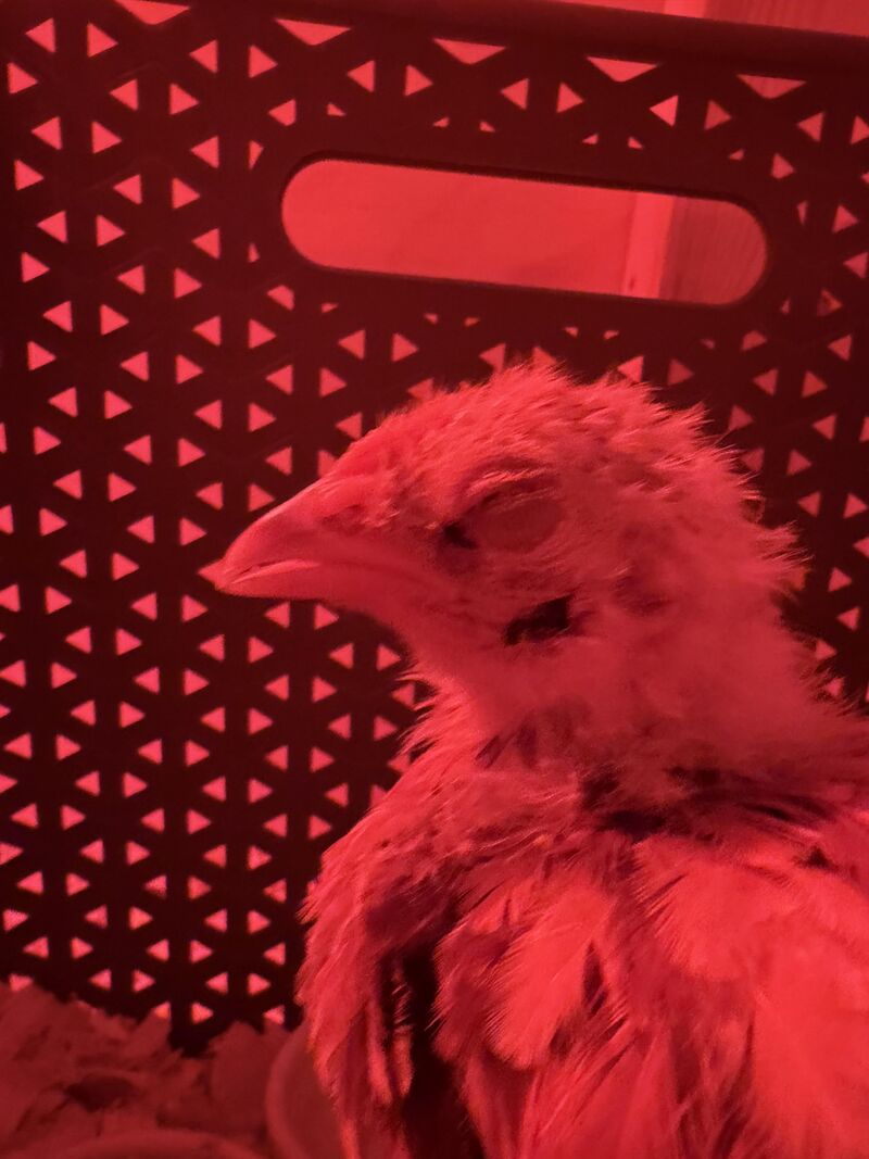 Chicks eye glued shut after big bird attack.