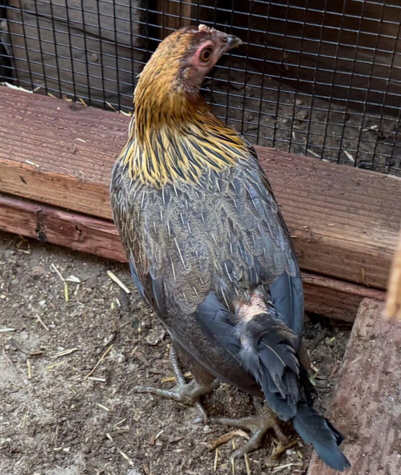 Reason for missing feathers?