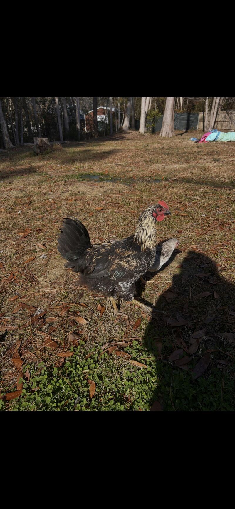 Help identifying this rooster