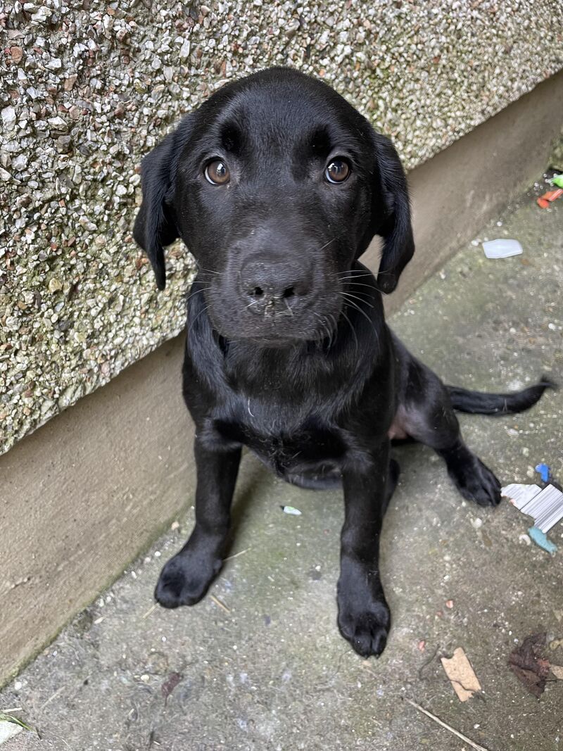 My lab the first day we brought her home.