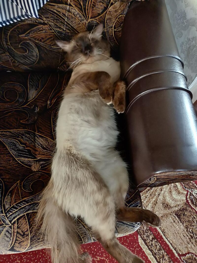 I also want to lie down every day. )))