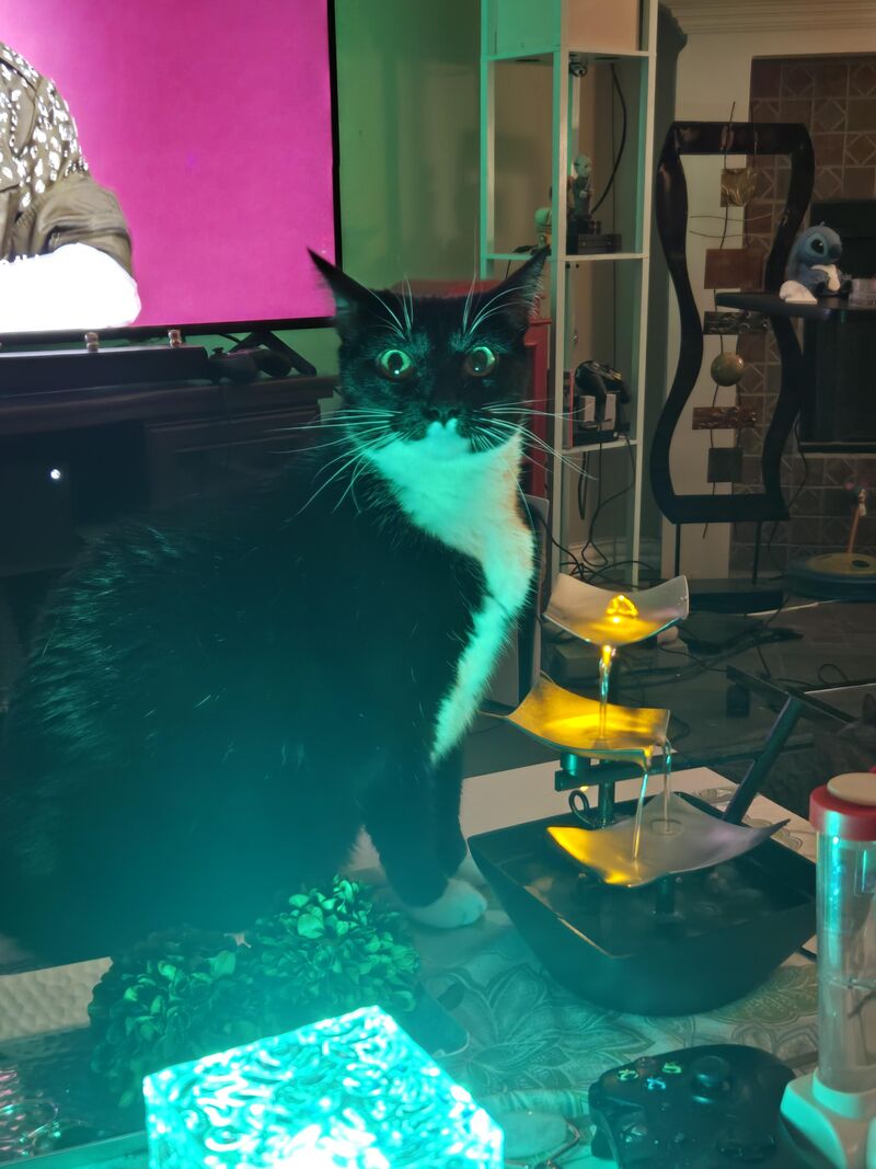 Oc jokingly told my cat he's not America's Next Top Pet after watching ANTM doc