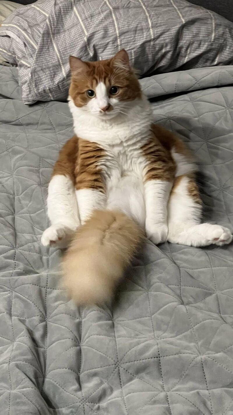 All the planets are aligned because Mr. Fluffykins found the perfect pose.