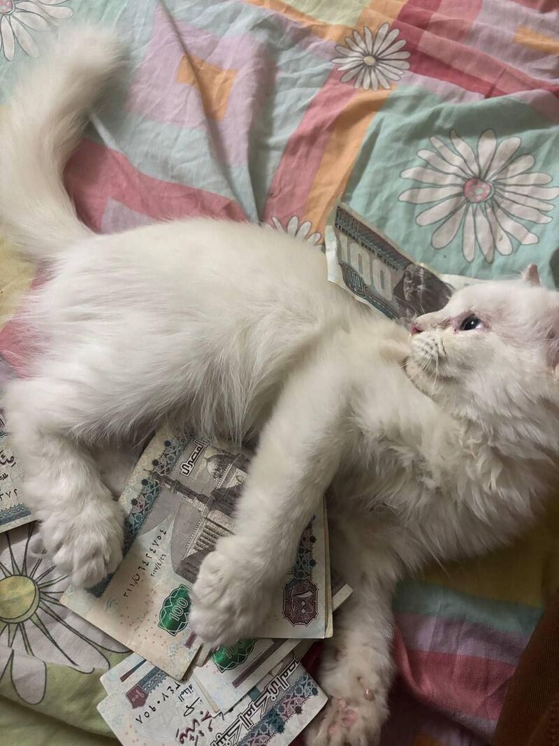 Now I know where my money is going