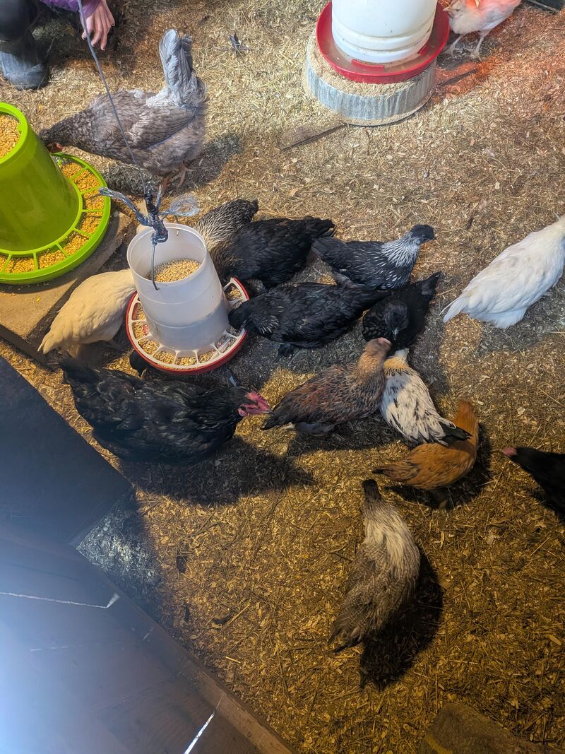 Some of The bigs are finally eating with the littles(8 weeks old)