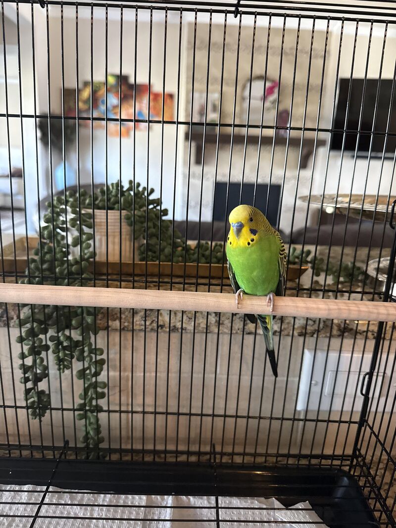 CARROT IS COMING HOME