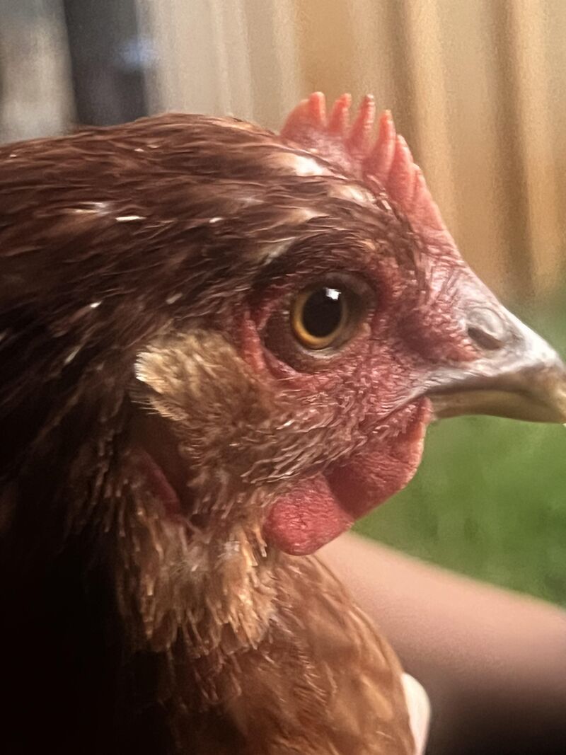 Is this comb looking normal?