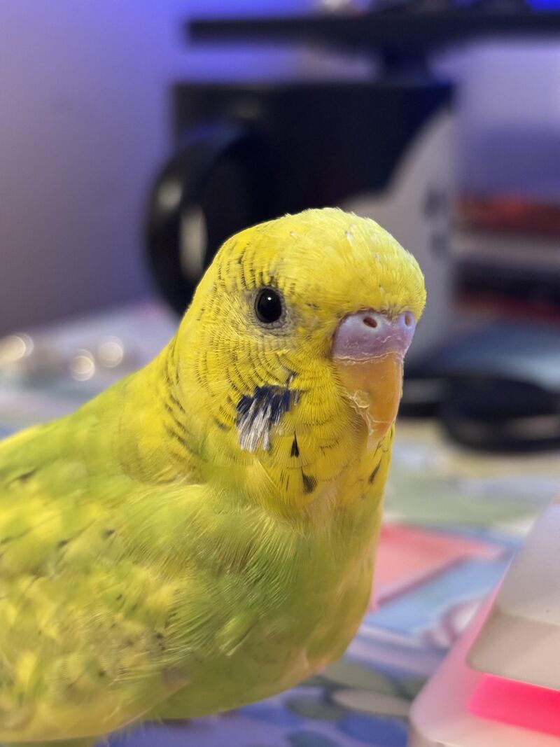 Budgie cere colour