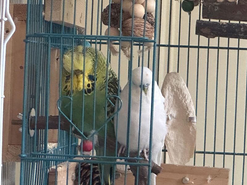 Kiwi and Charlie pretending they’re confined to a tiny cage…