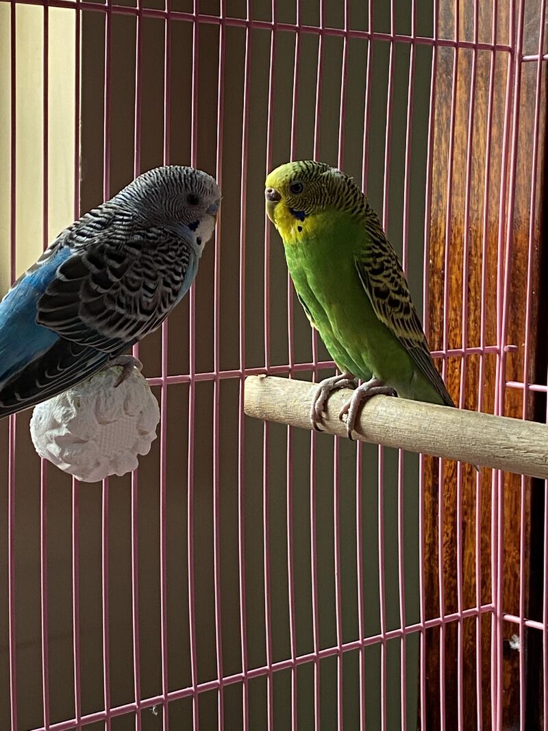 Are my birds hormonal?
