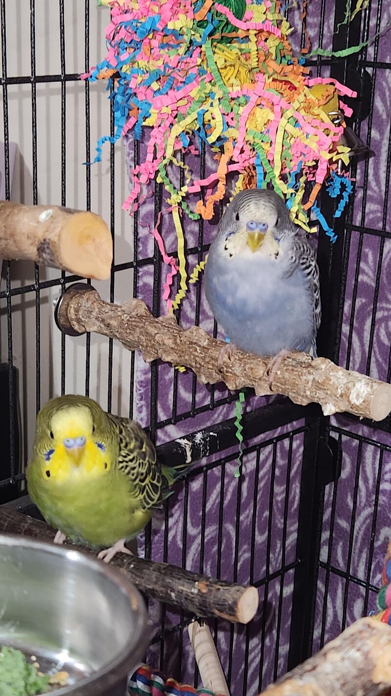 Welcome Nott and Jester