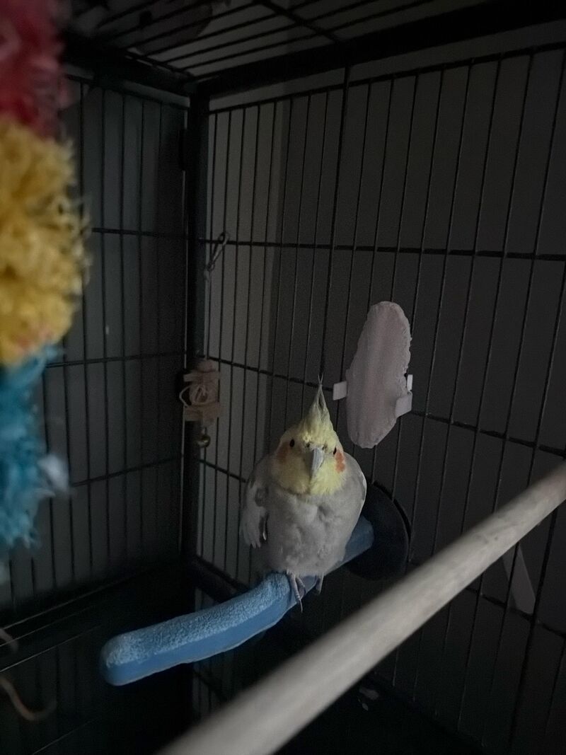 How do I bond with hin