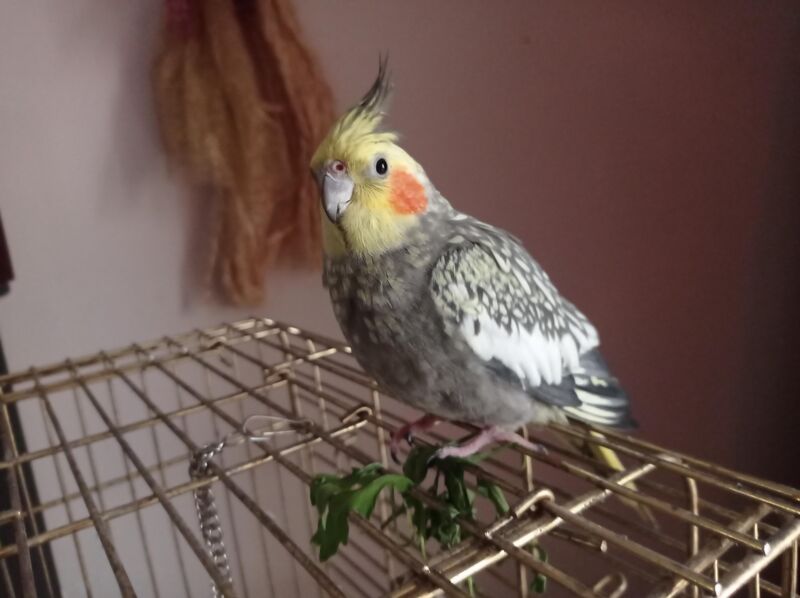 Guess who is recovering nicely after her surgery? This girl!