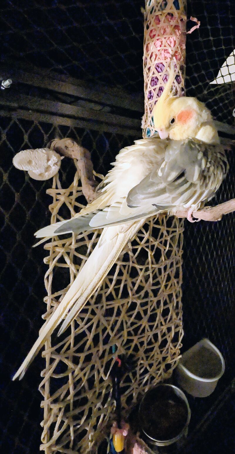 Caught Quake mid preen! Oh that side eye! Pol