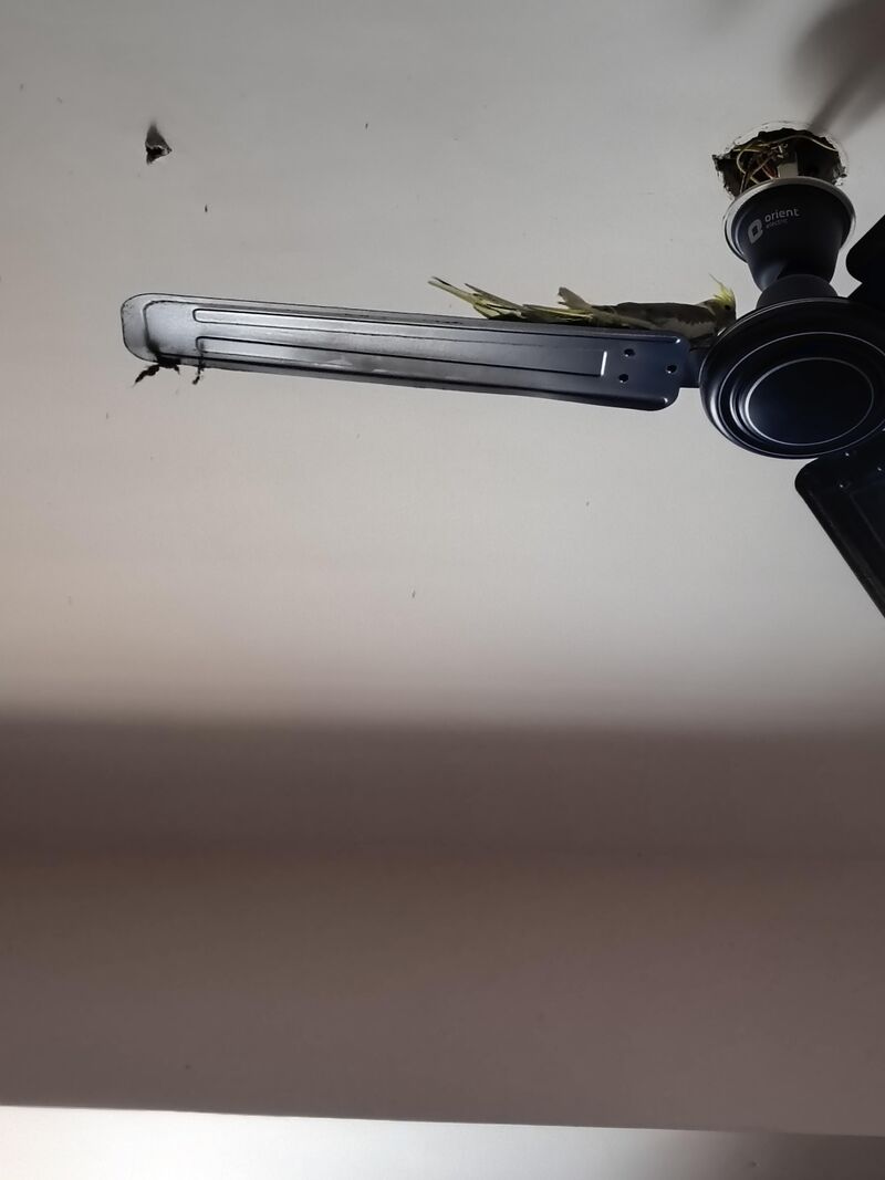 How to Not encourage them going on Fan