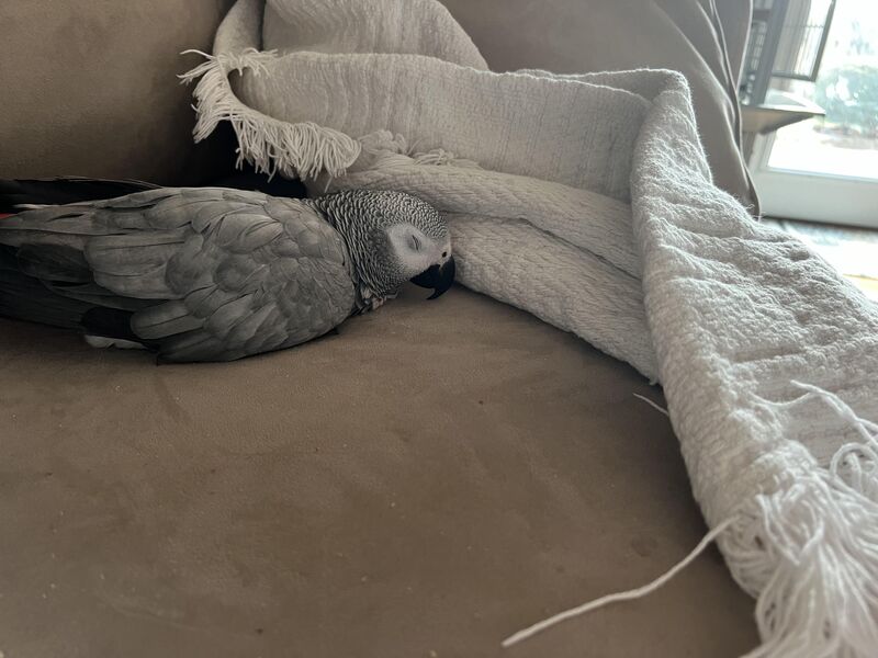 he just falls asleep like this