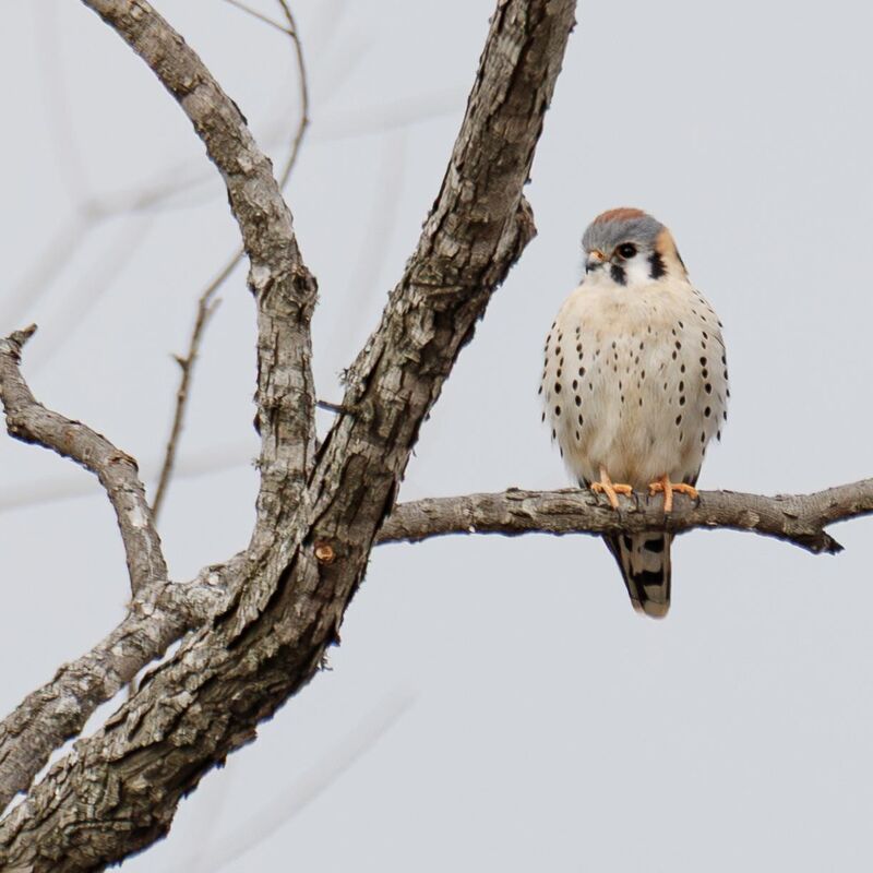I finally saw my first American Kestrel!