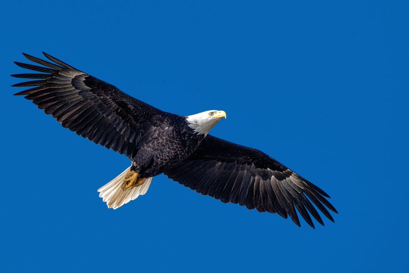 Bald Eagle in a clear blue sky.