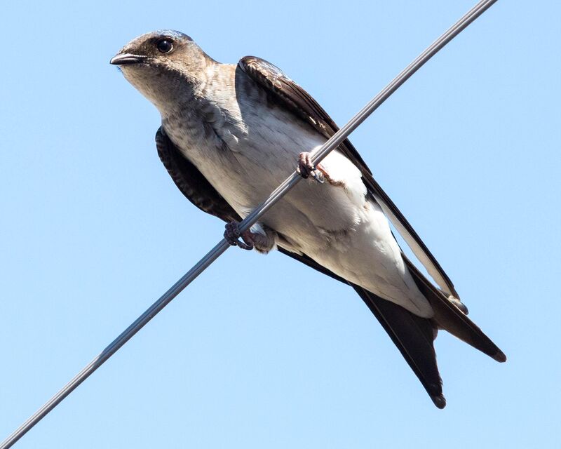 Swallow in the Sky 🐦✨[OC]