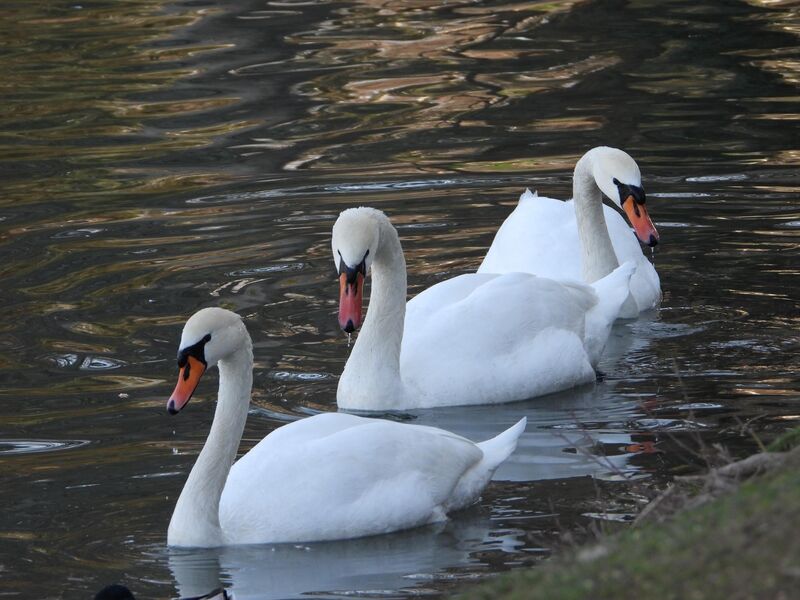 Three mute swans in formation on my local urban pond (Tashkent, Uzbekistan)