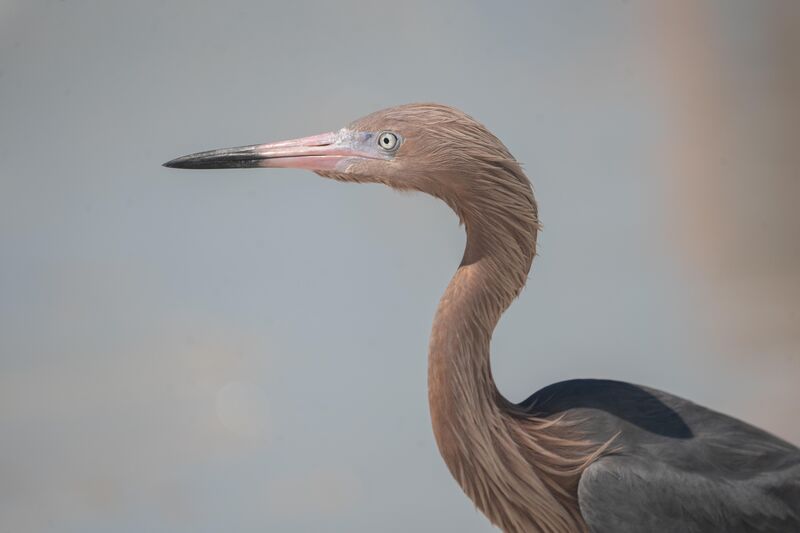 Valentine's Day bird!