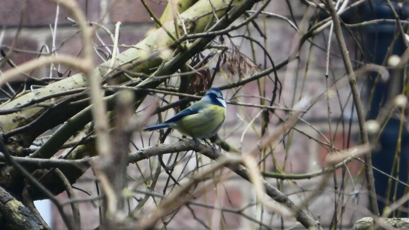 Perched Blue Tit in my garden