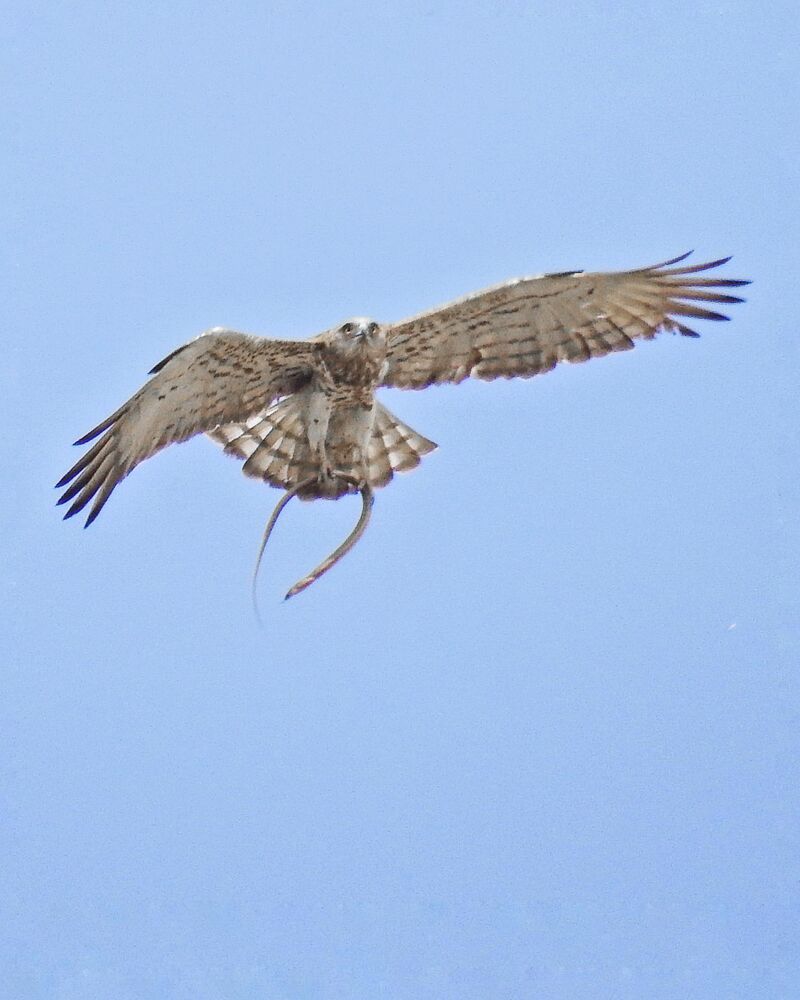 Short-toed Snake Eagle with a snake