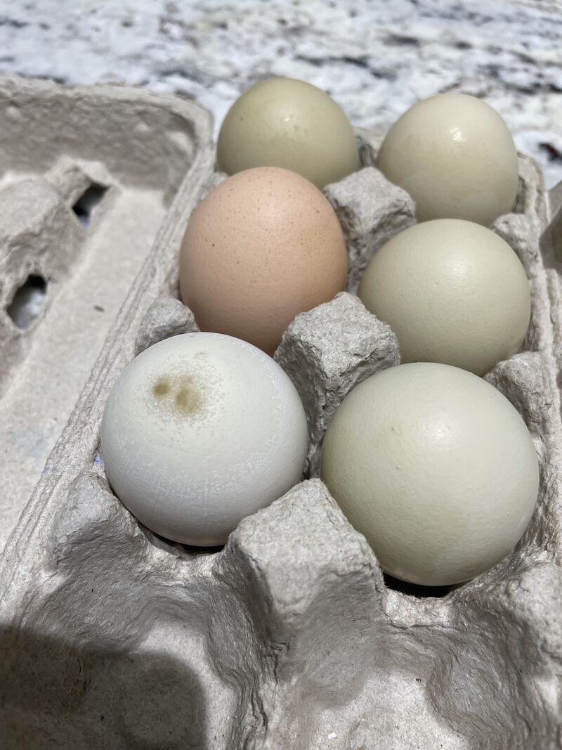 What is on my egg?