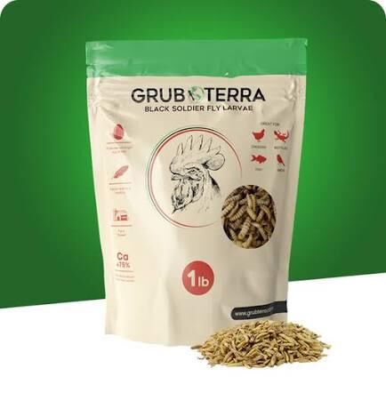 When do you start feeding your chicks “treats”?