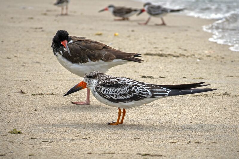 American oystercatcher and Black Skimmer on Rockaway Beach