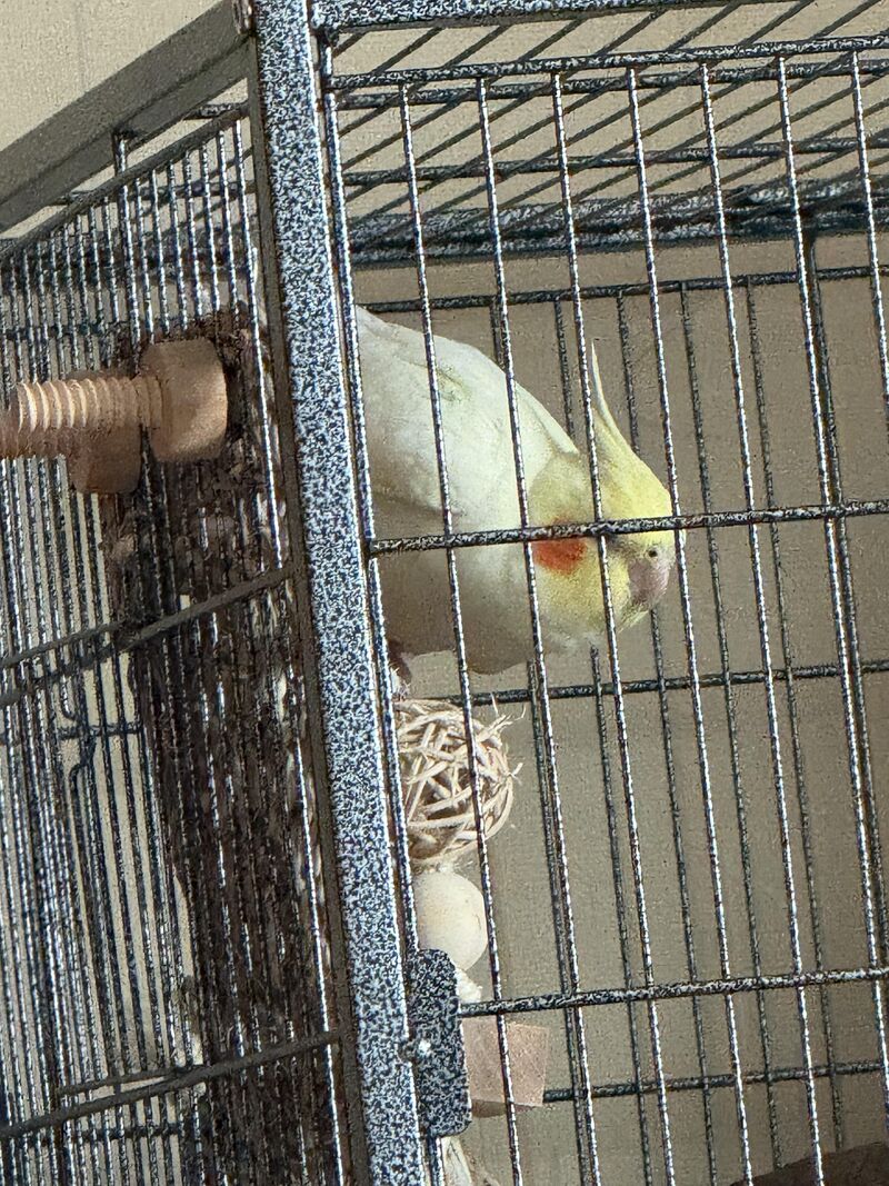 Can i let Lemon out of the cage ?