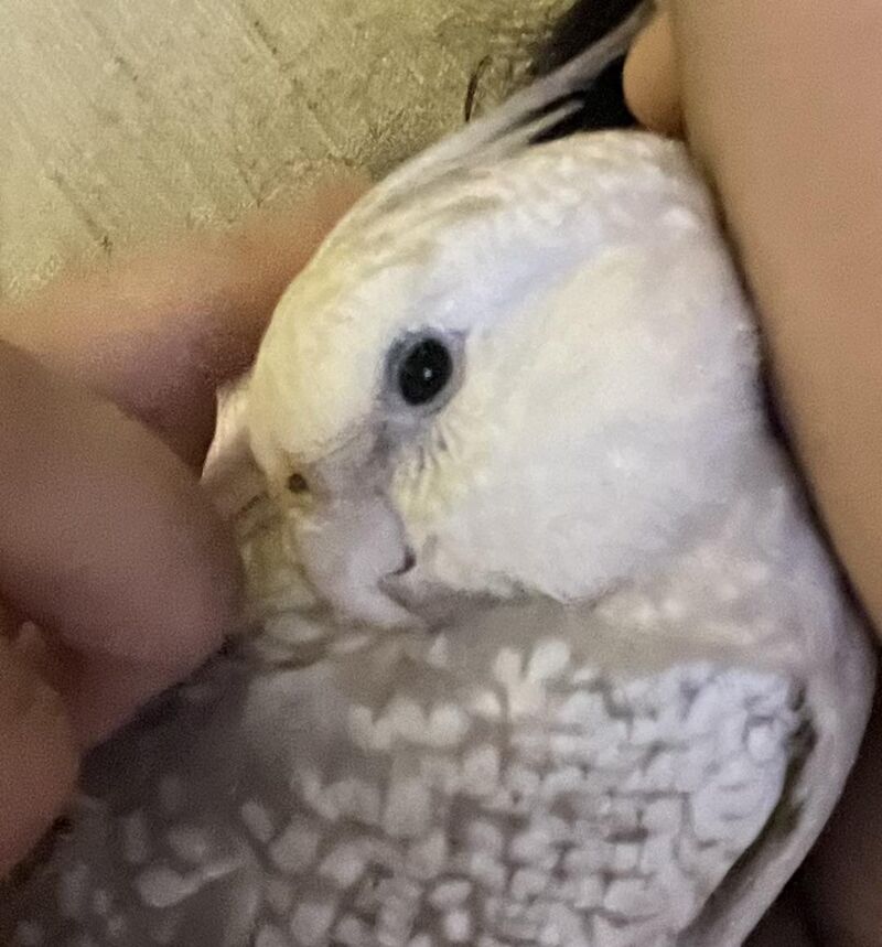 What’s the cutest thing you tiel does? 🥰