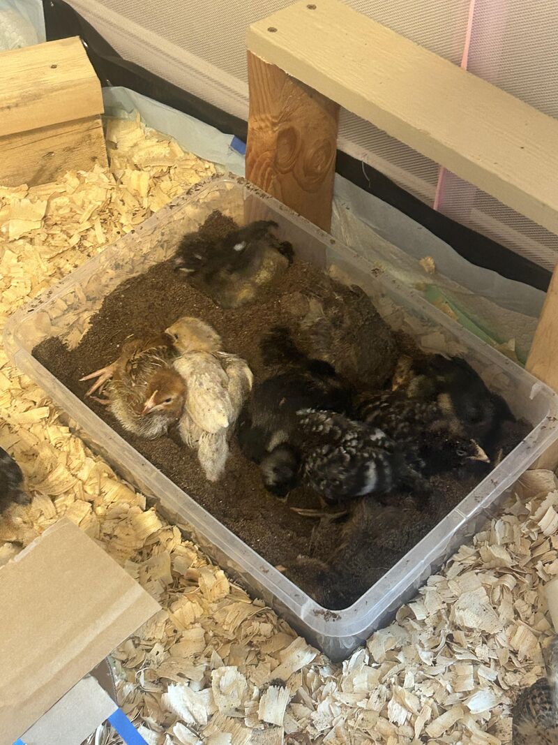 This is what your chick brooder is missing