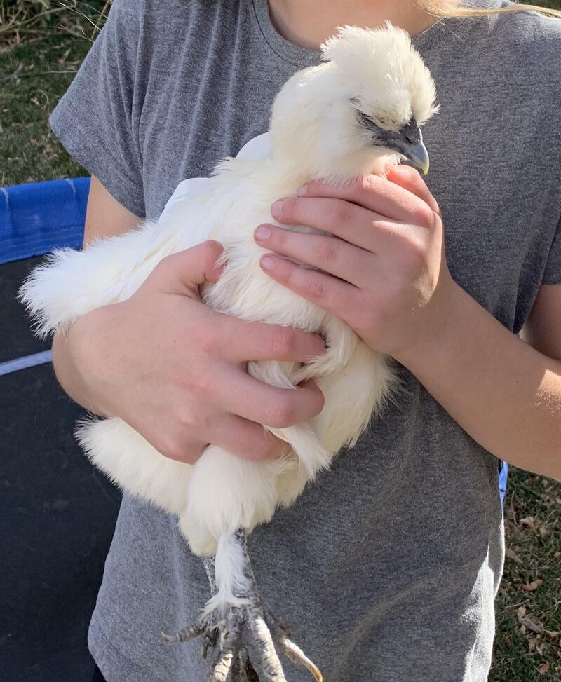 Higher elevations and water belly?