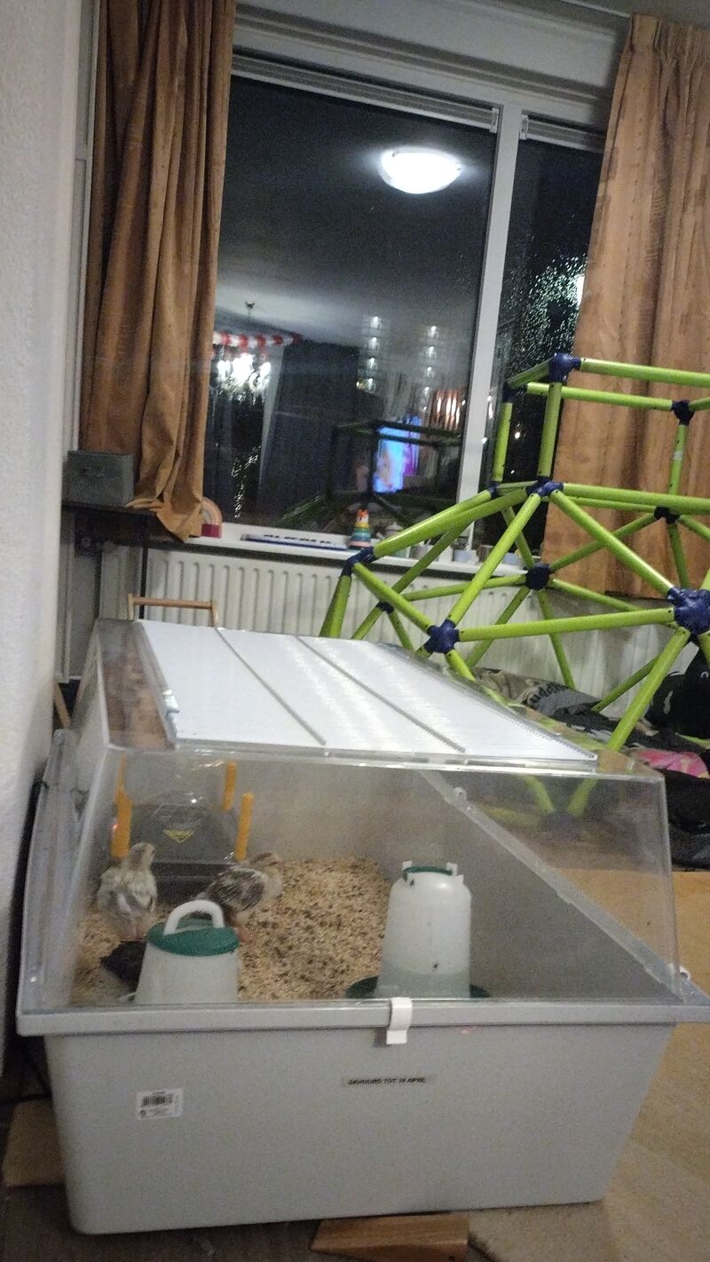 Chicks growing so fast